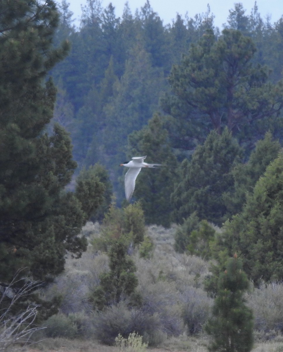 שחפית שחורת-אוזן - ML347067701