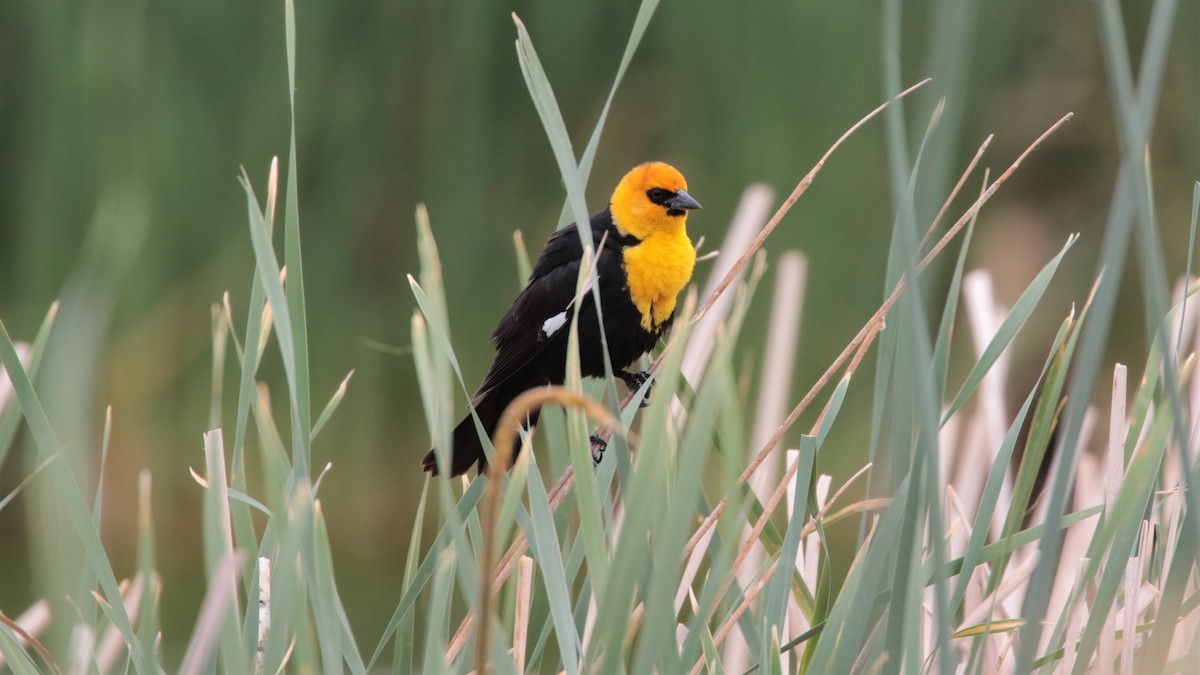 Yellow-headed Blackbird - Andy Bridges