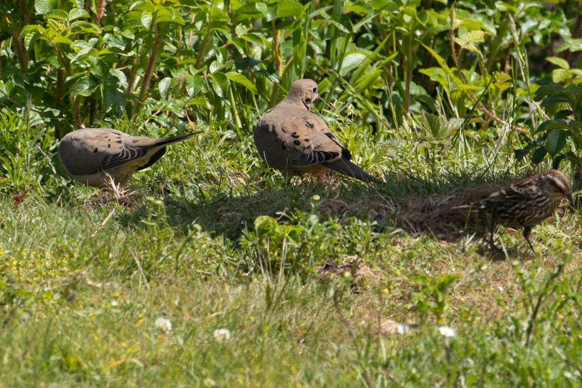 Mourning Dove - ML347068491