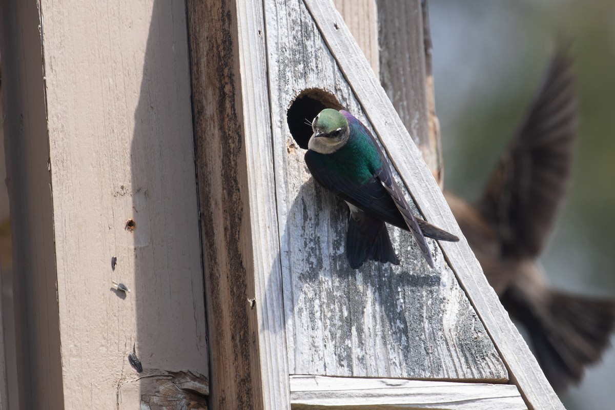 Violet-green Swallow - ML347069591