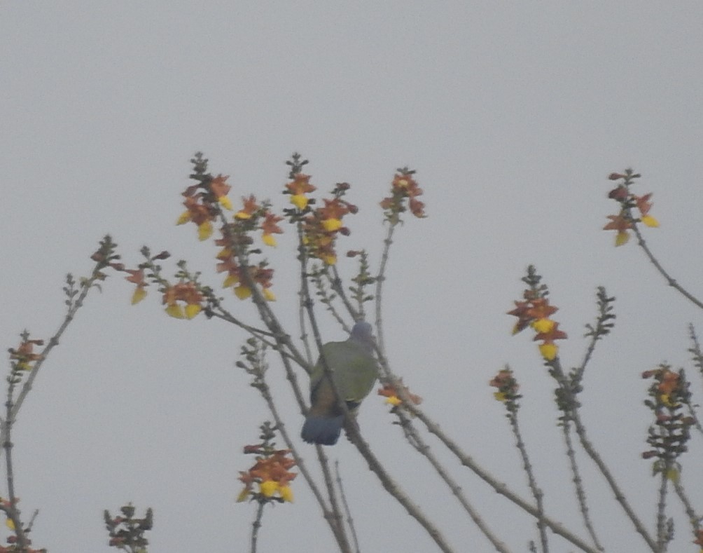 Pink-necked Green-Pigeon - ML347069651