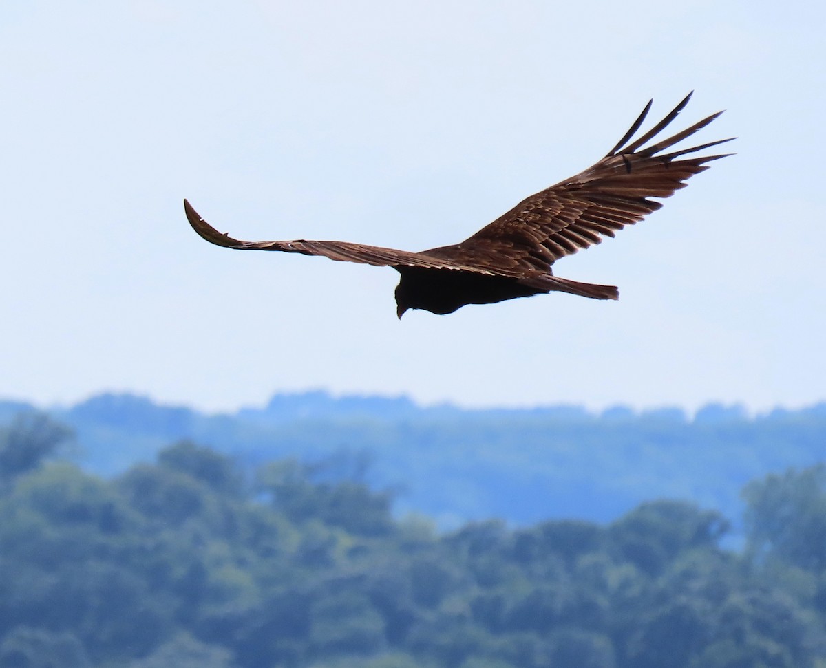 Turkey Vulture - ML347071211