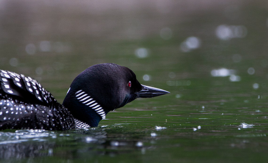 Common Loon - ML347071391