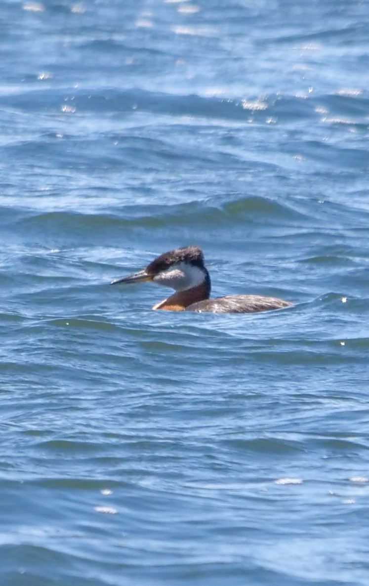 Red-necked Grebe - ML347071781