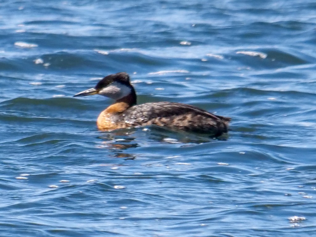 Red-necked Grebe - ML347071791