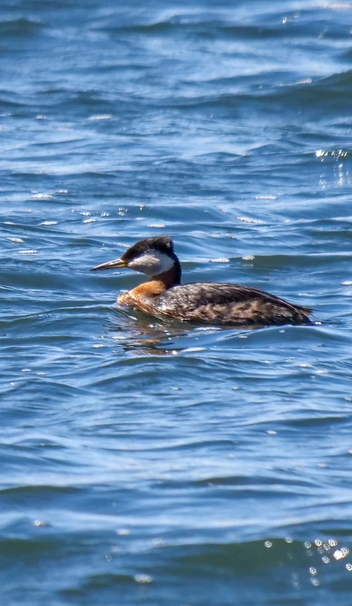 Red-necked Grebe - ML347071801