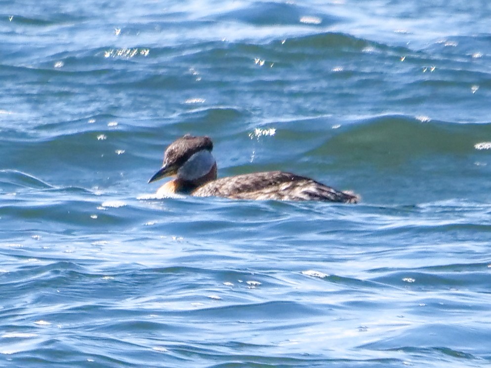 Red-necked Grebe - ML347071811