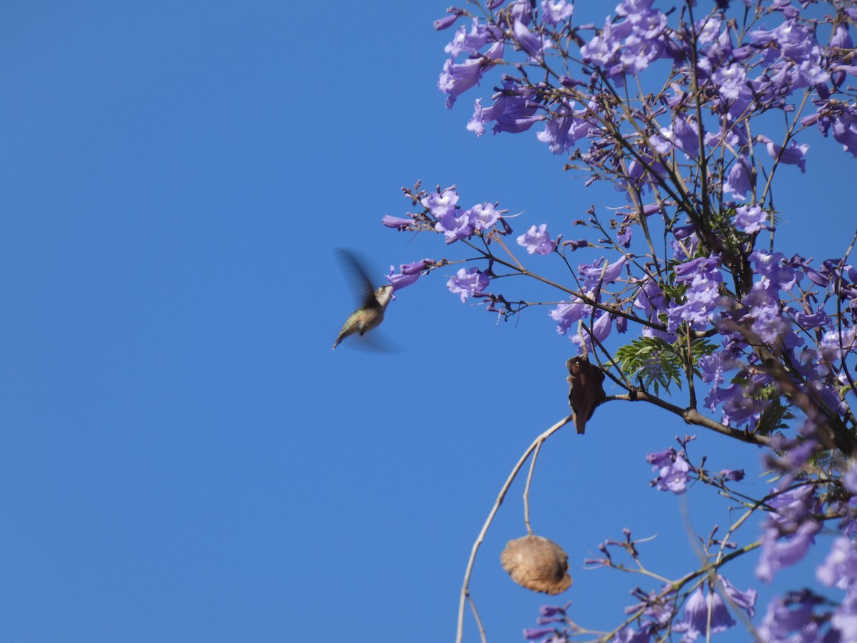 Costa's Hummingbird - ML347073661