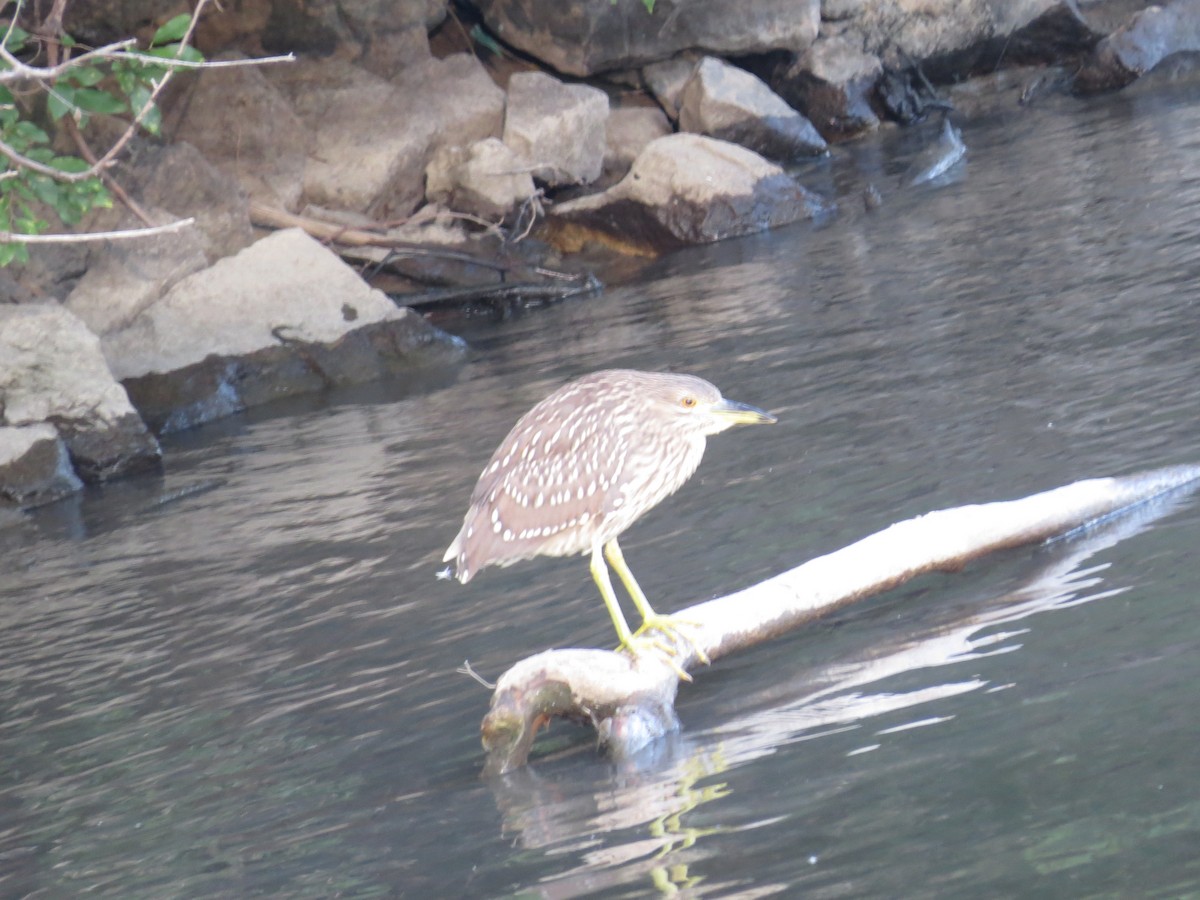 Black-crowned Night Heron - ML347074971