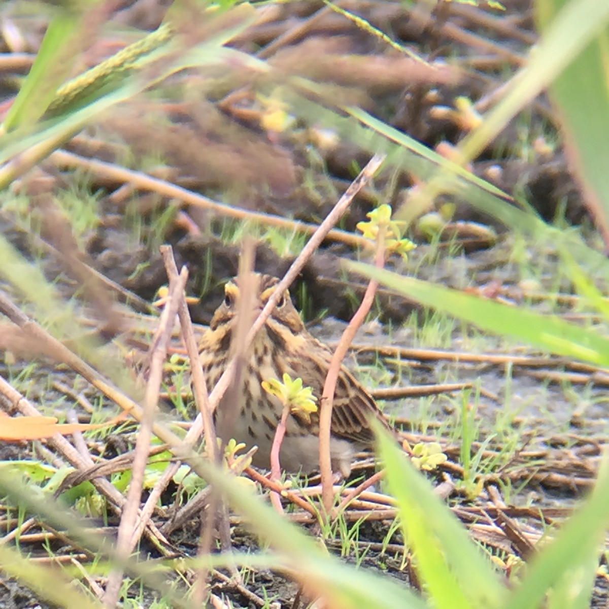 Savannah Sparrow - ML34707521