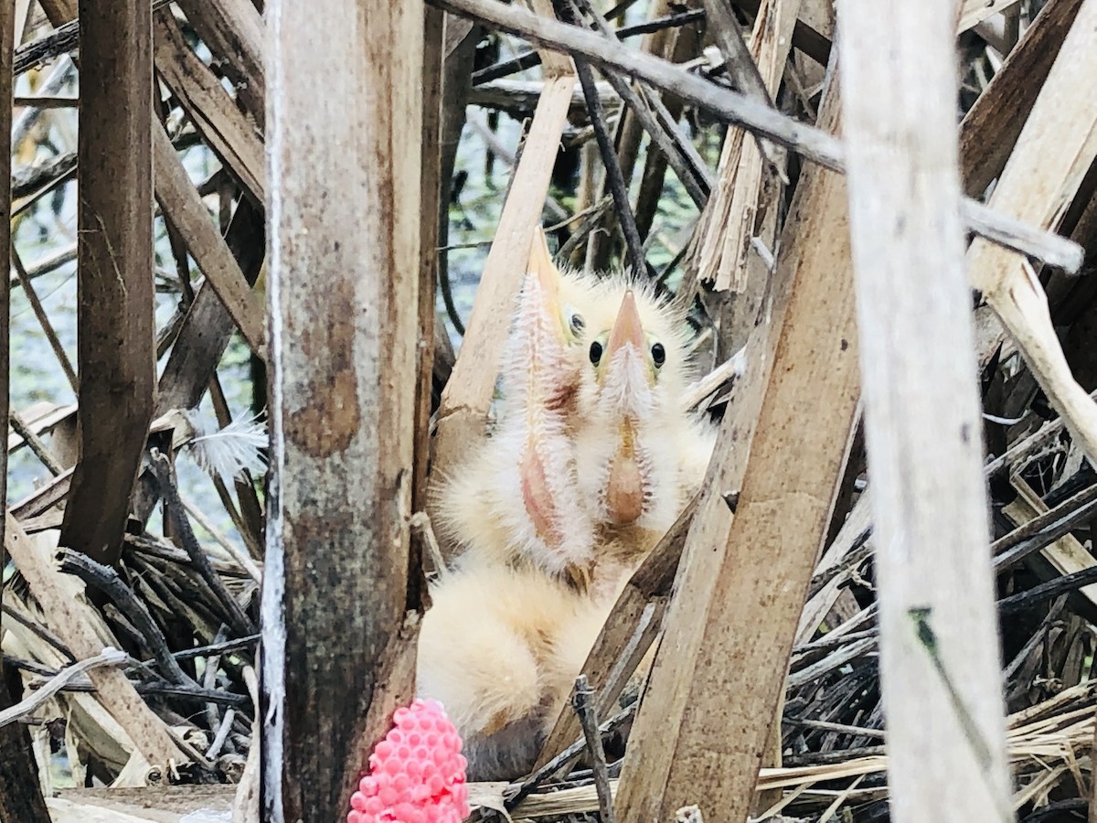 Least Bittern - JUAN CARLOS CEVALLOS MENDOZA