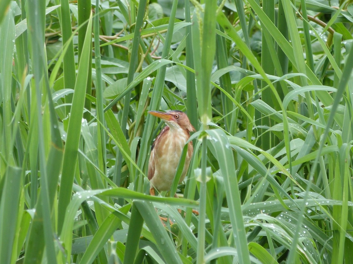 Least Bittern - ML347077561