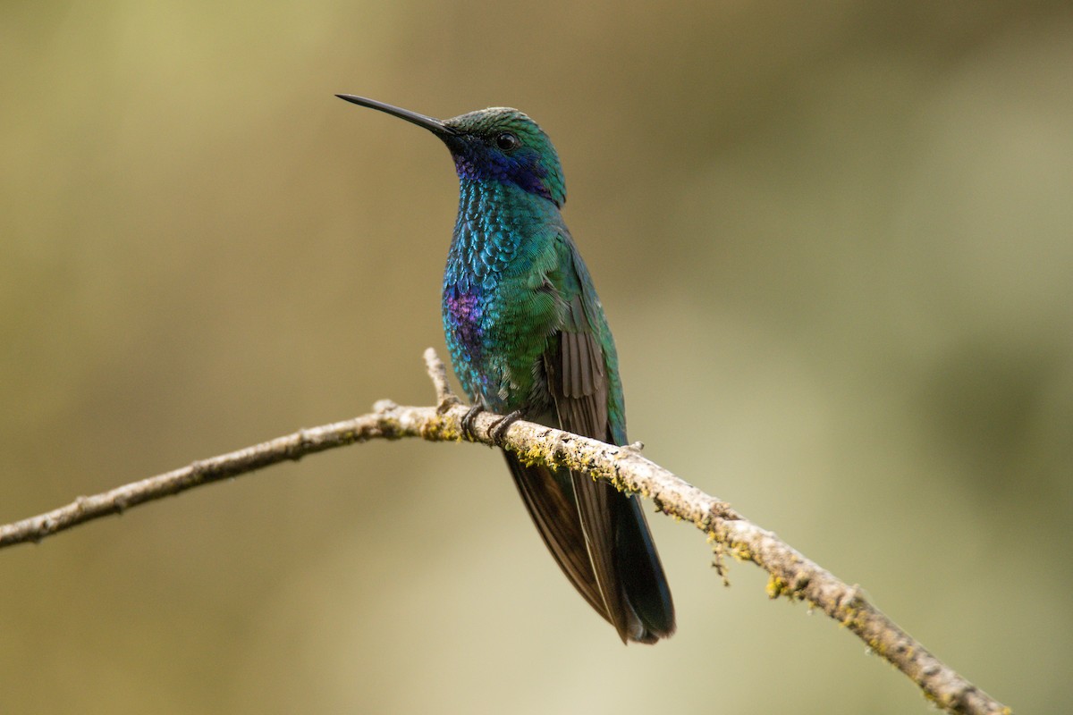 Colibrí Rutilante - ML347079511