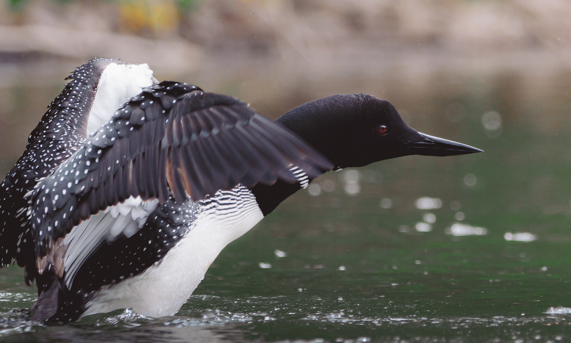 Common Loon - ML347079831