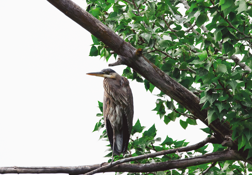 Great Blue Heron - ML347079931