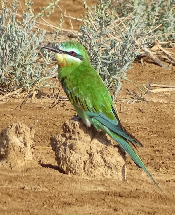 Blue-cheeked Bee-eater - ML347080211