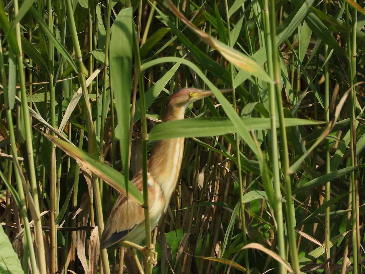 Yellow Bittern - ML347080741