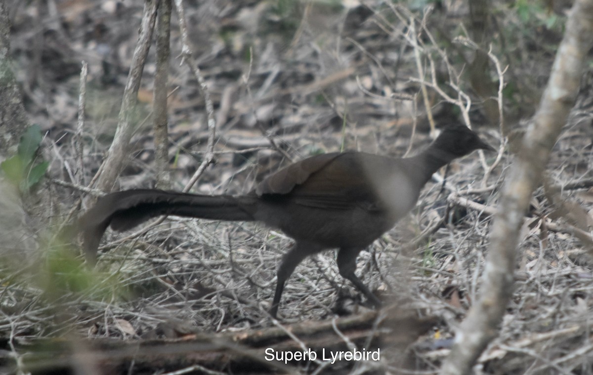 Superb Lyrebird - ML347081991