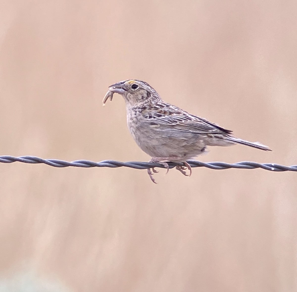 Grasshopper Sparrow - ML347083531