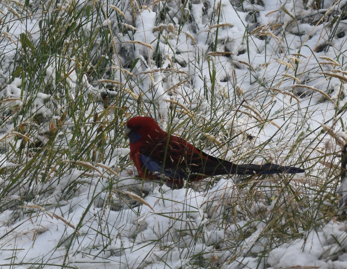 Crimson Rosella - ML347084611