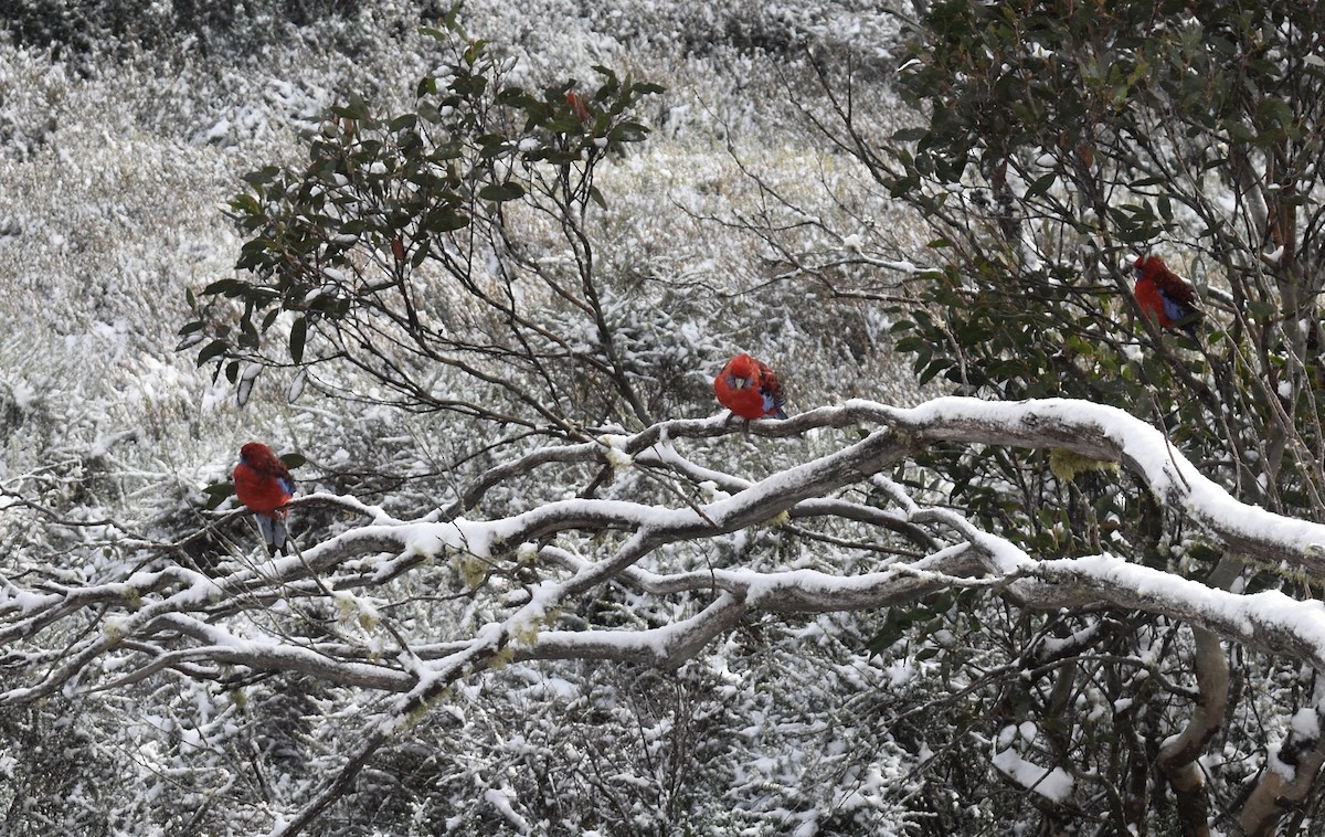 Crimson Rosella - ML347084691