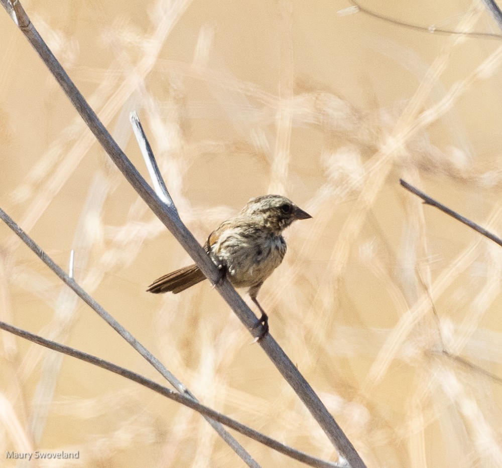 Song Sparrow - Maury Swoveland