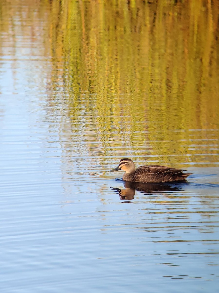 Pacific Black Duck - Nathan  Ruser