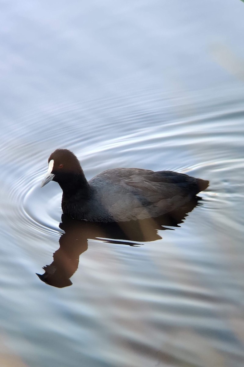 Eurasian Coot - ML347086491