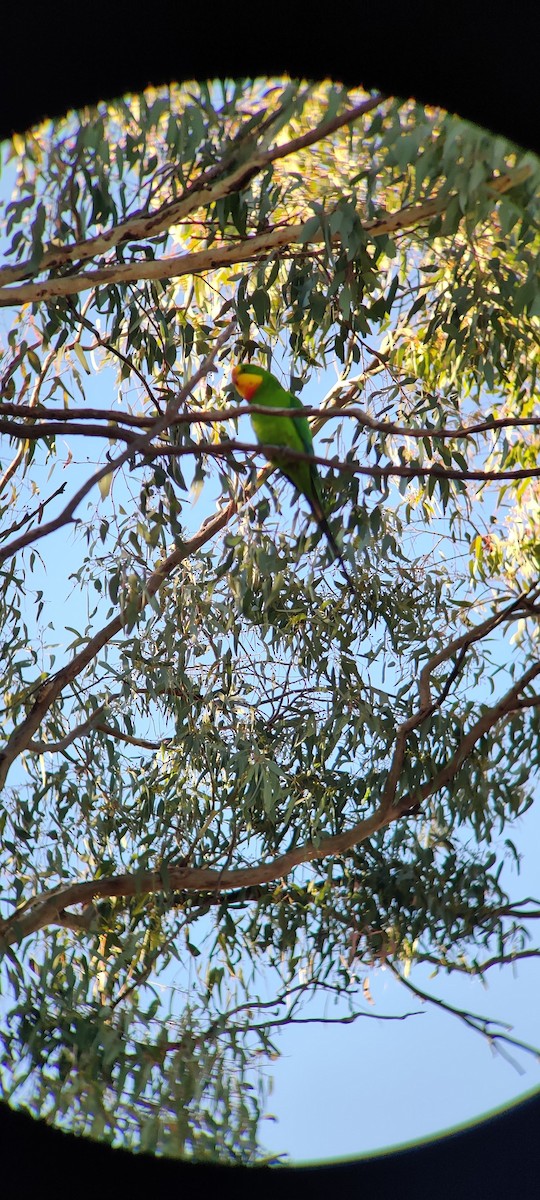 Superb Parrot - Nathan  Ruser