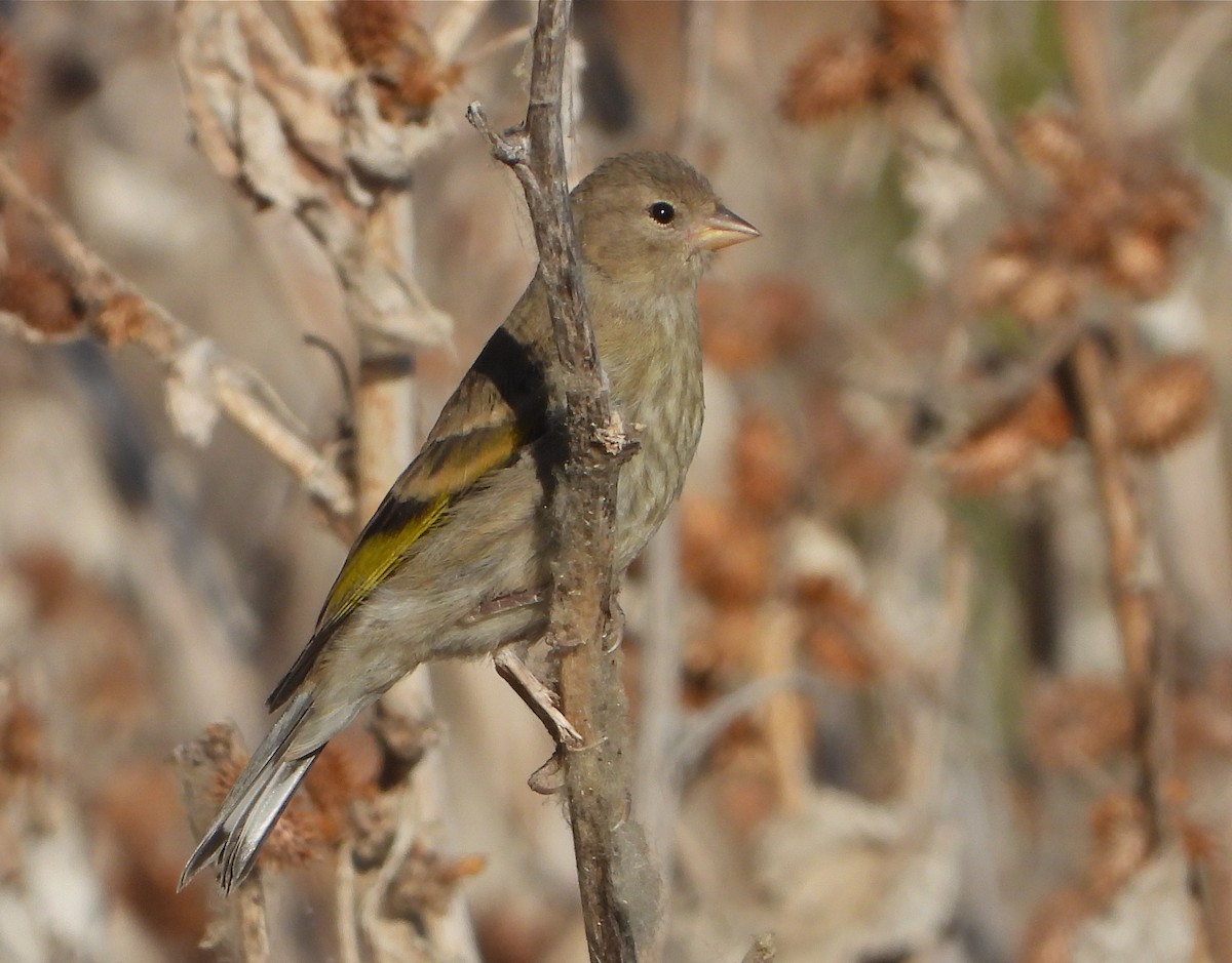 Lawrence's Goldfinch - ML347087751