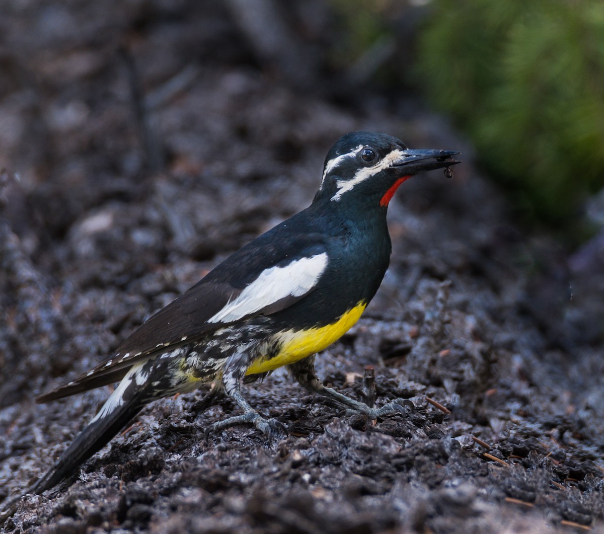 Williamson's Sapsucker - ML347088691