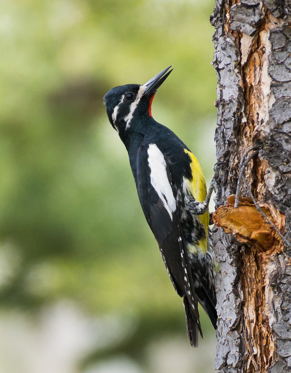 Williamson's Sapsucker - ML347088711