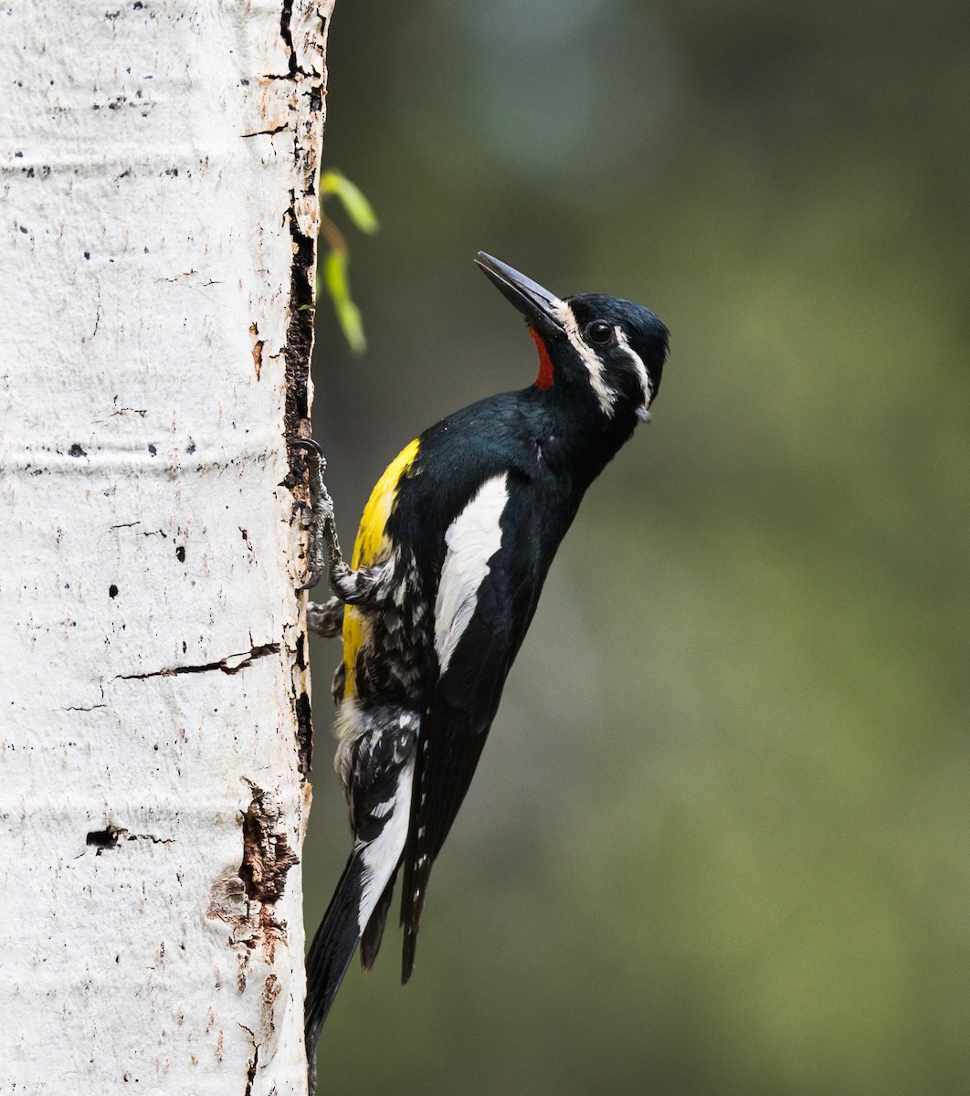 Williamson's Sapsucker - ML347088731