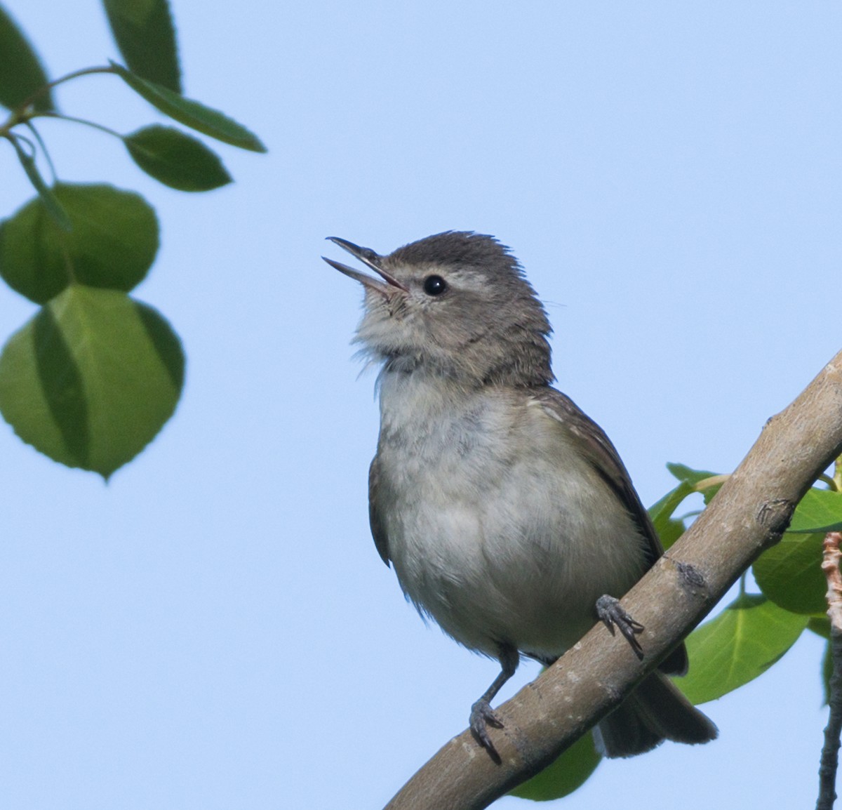 Warbling Vireo - ML347088921