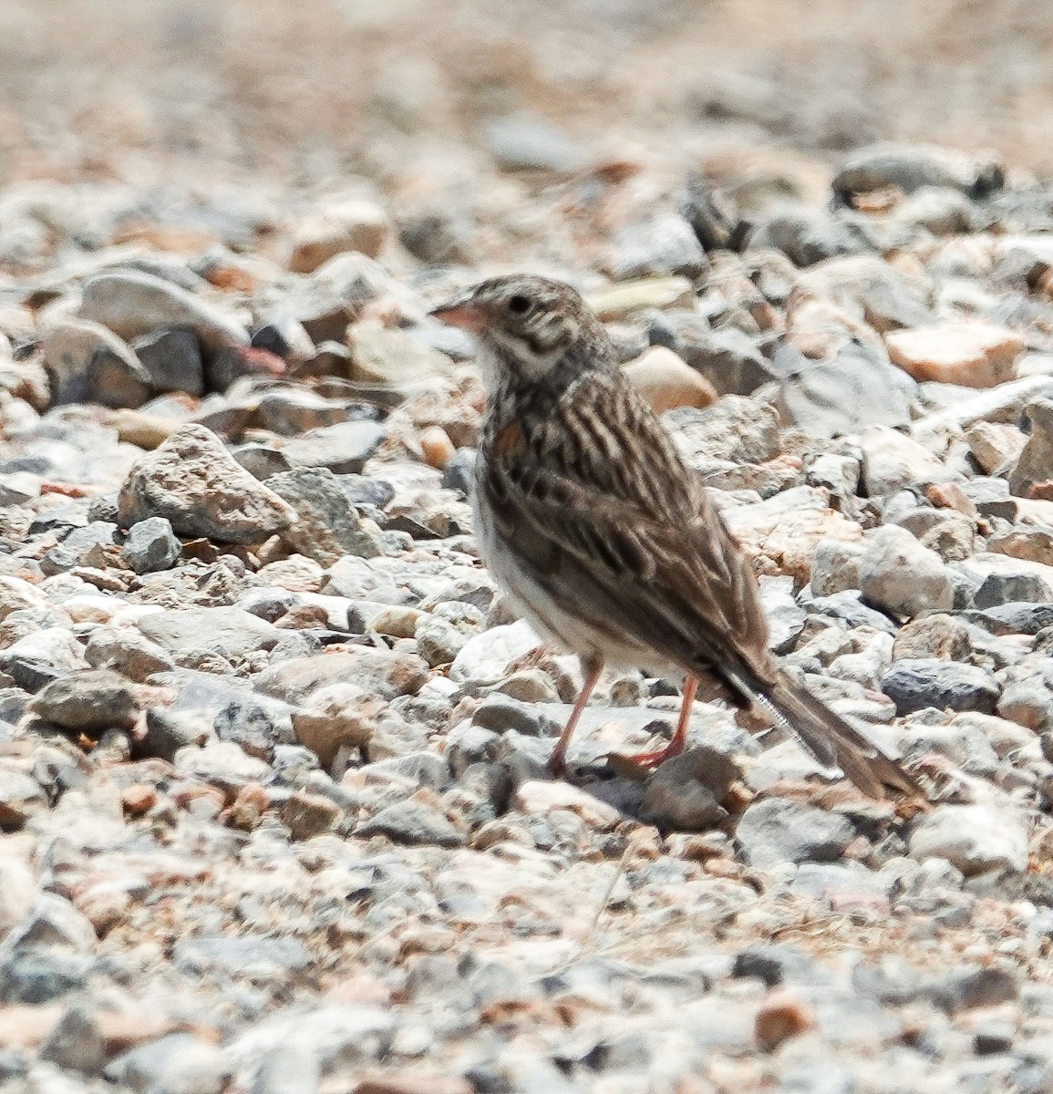 Vesper Sparrow - Kathleen Horn