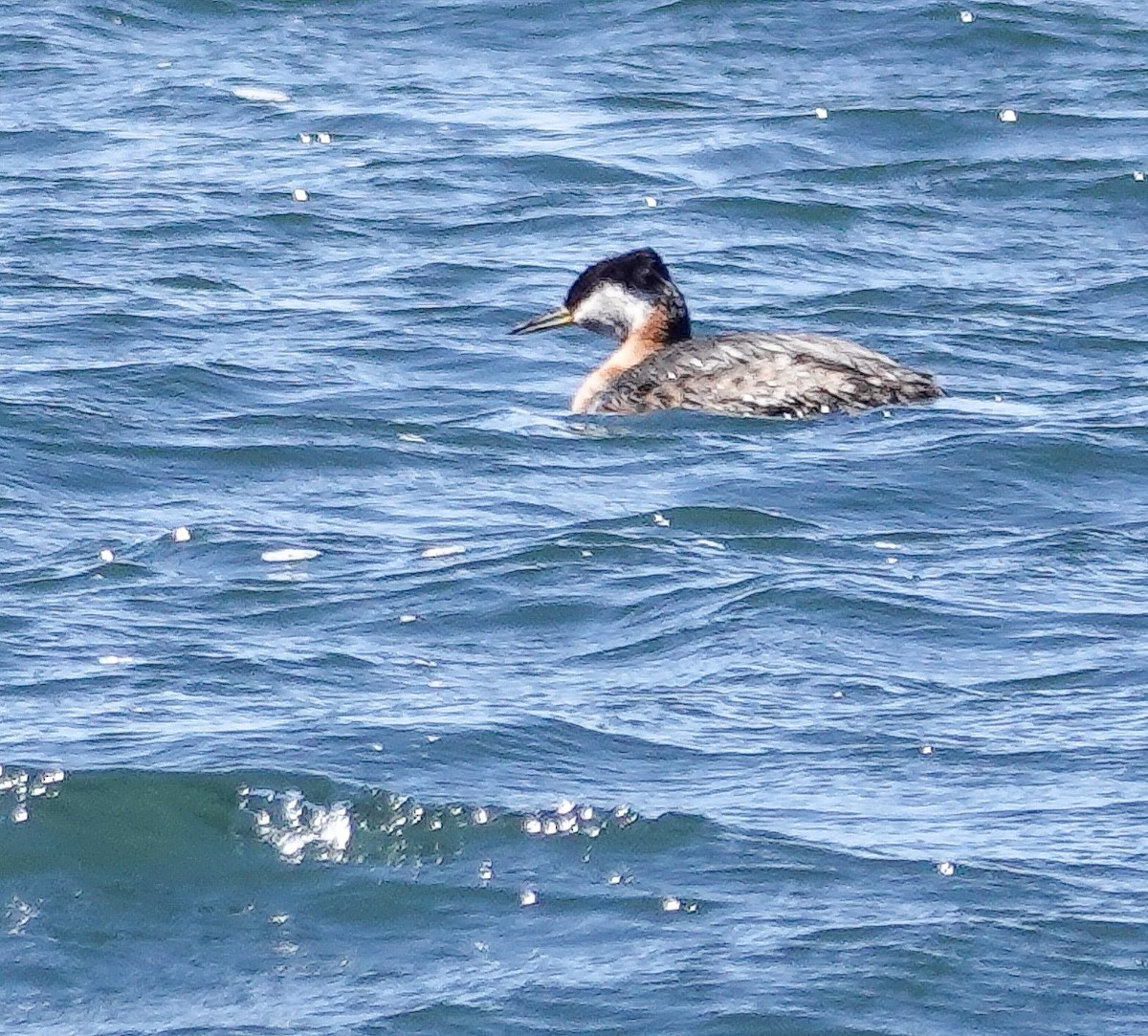 Red-necked Grebe - ML347090091