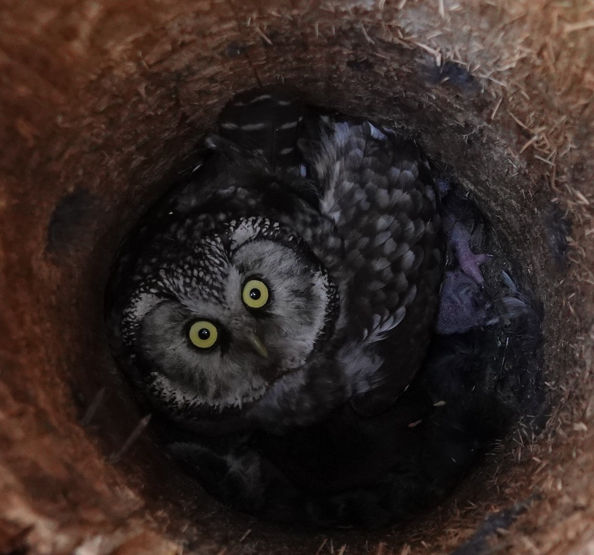 Boreal Owl - Rich Wilkens
