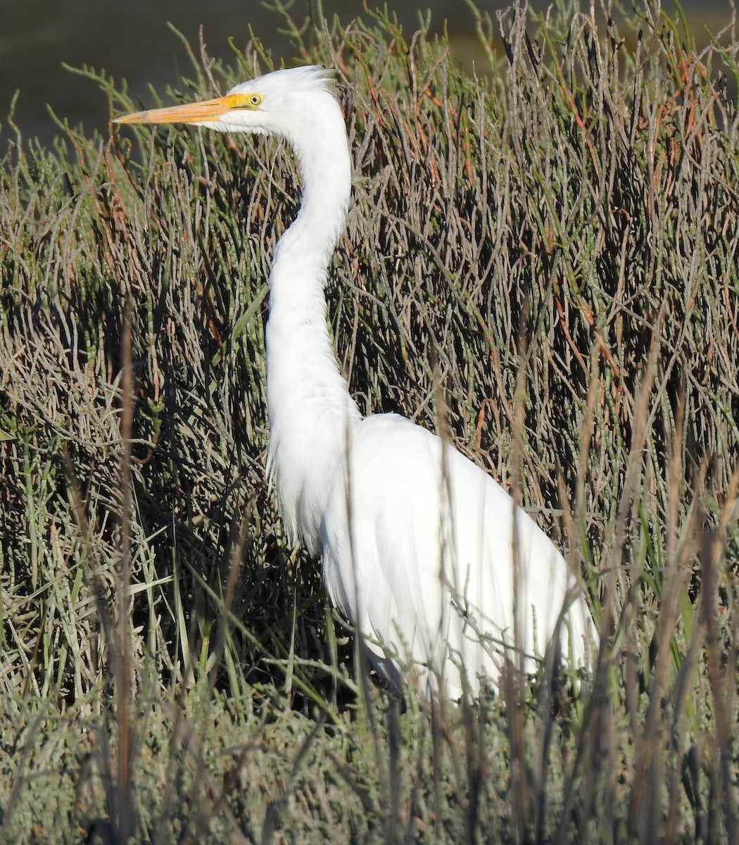 Great Egret - ML347092721