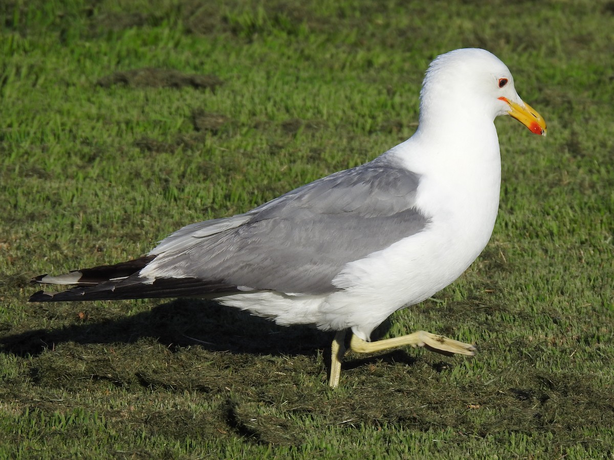 California Gull - ML347092731