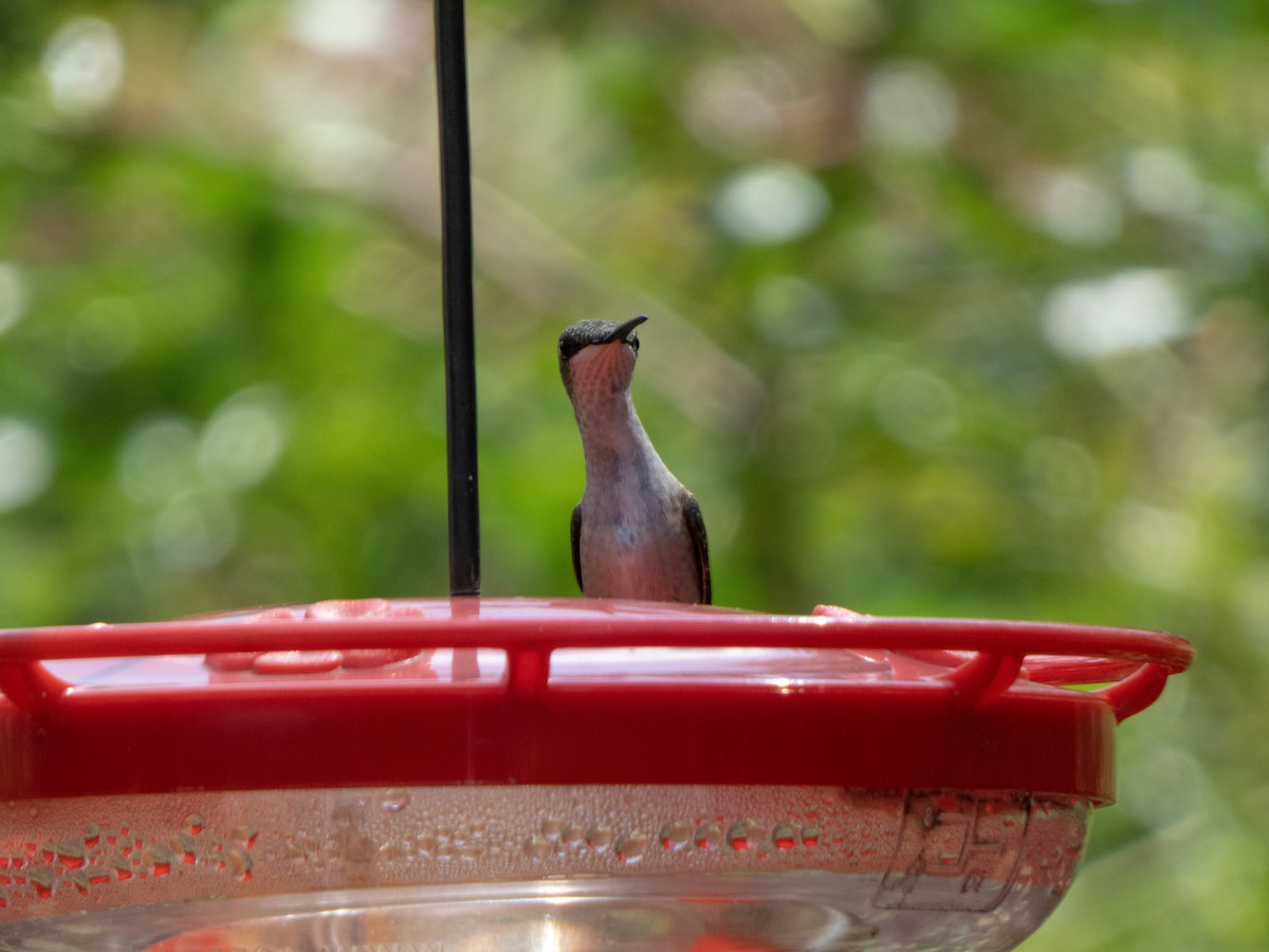 Ruby-throated Hummingbird - ML347093651