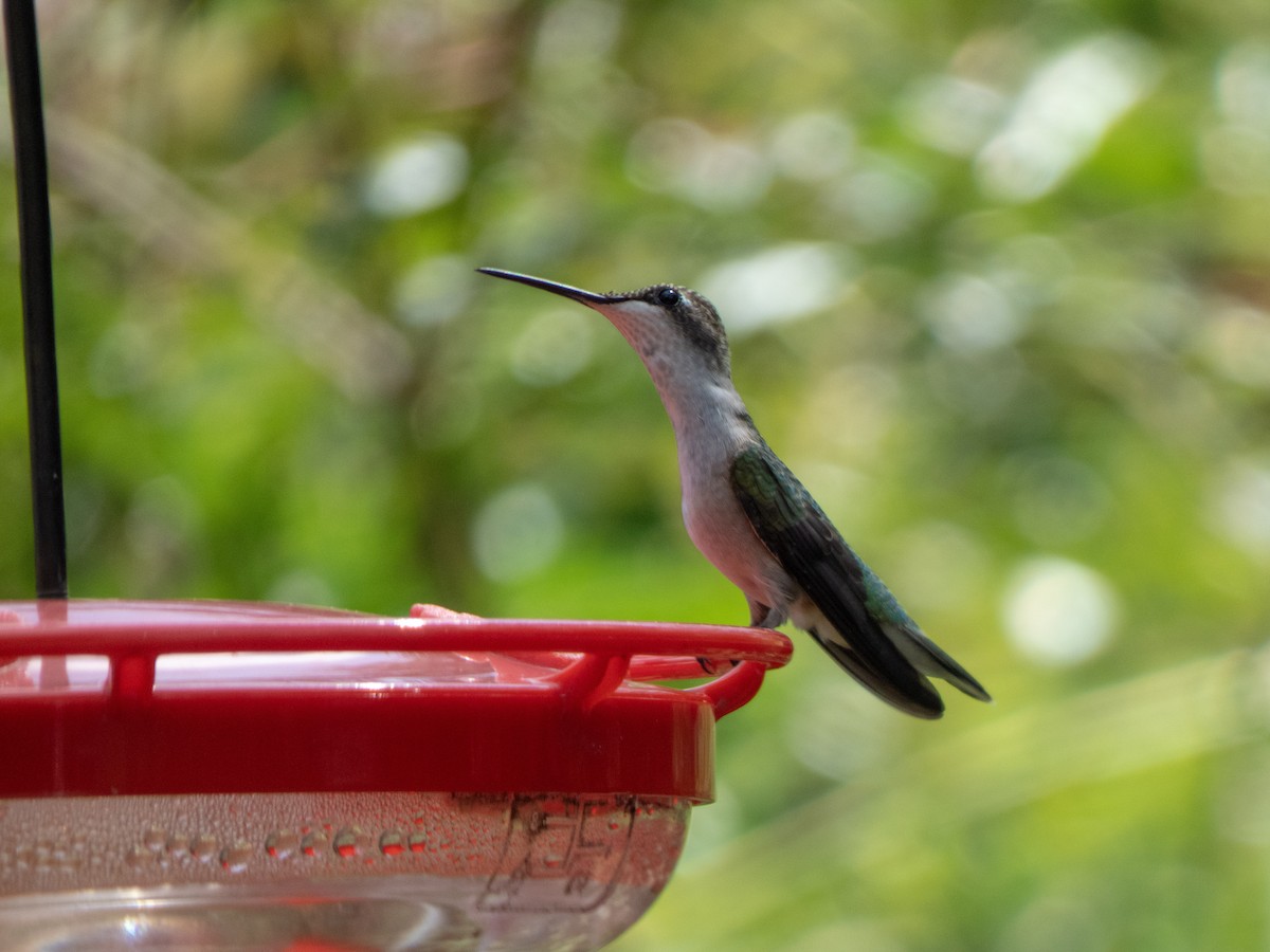 Ruby-throated Hummingbird - ML347093671