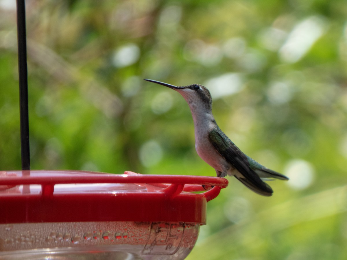 Ruby-throated Hummingbird - ML347093681