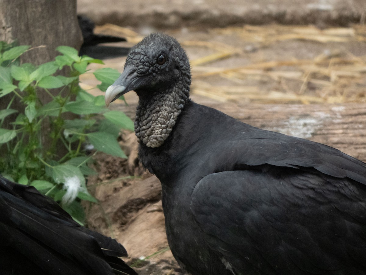 Black Vulture - ML347093691