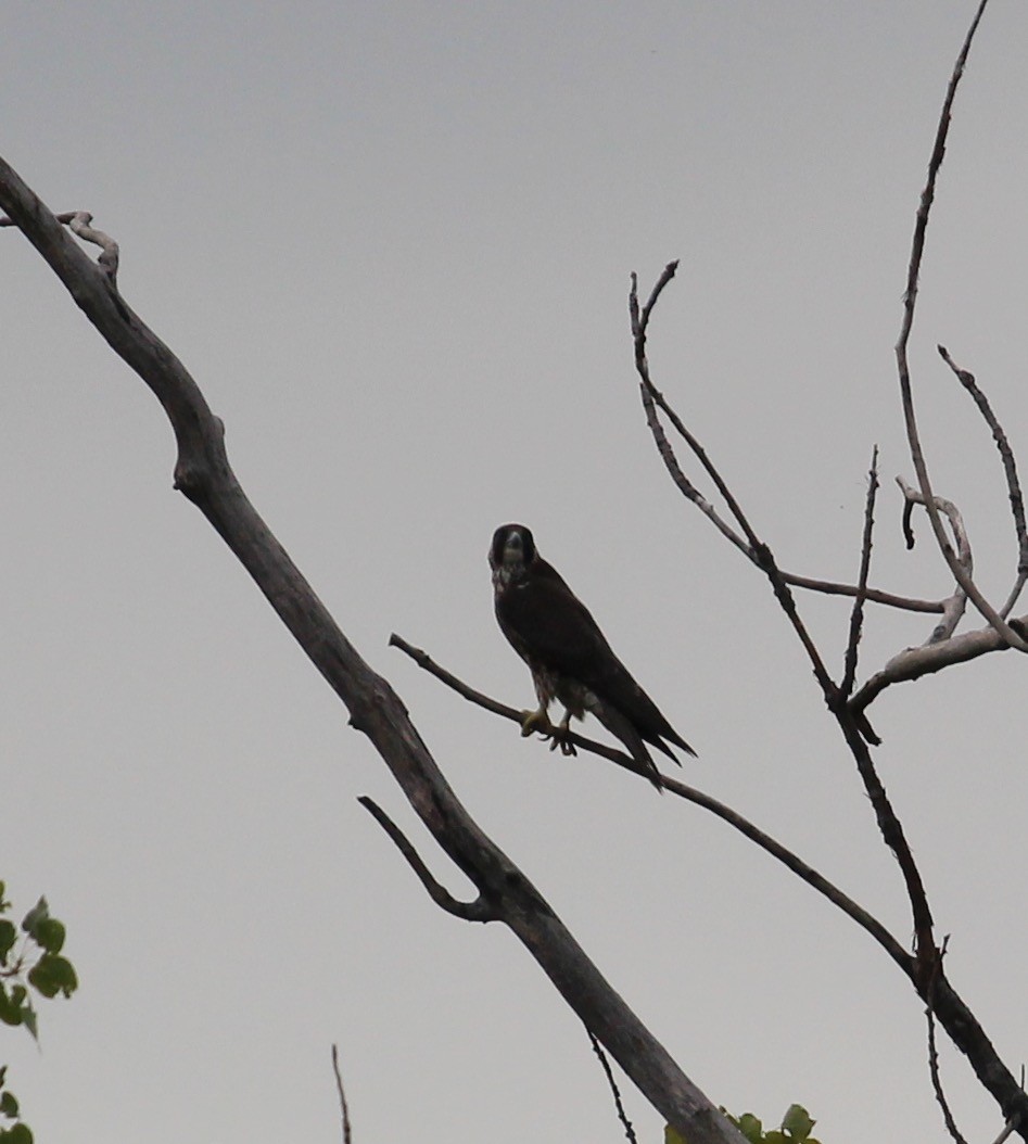 Peregrine Falcon - ML34709411