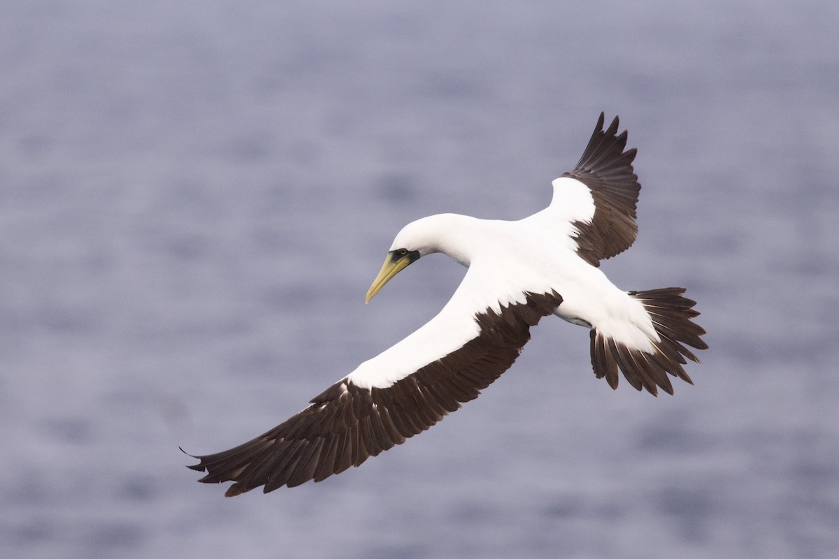 Masked Booby - Yann Muzika