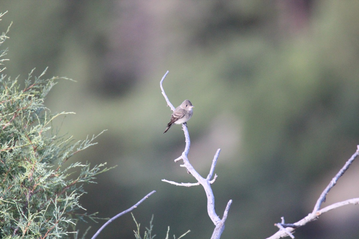 Hammond's Flycatcher - Devin Hefferon