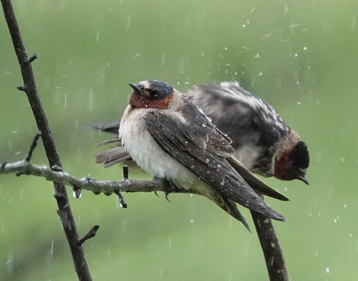 Cliff Swallow - ML347094751