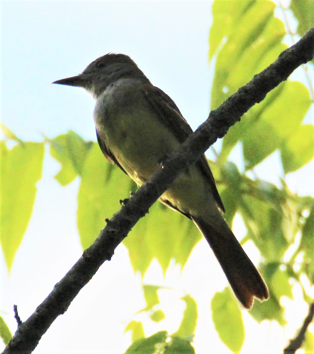 Great Crested Flycatcher - ML347094981