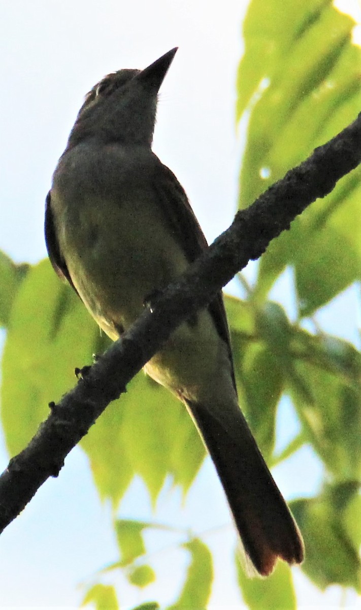 Great Crested Flycatcher - ML347094991