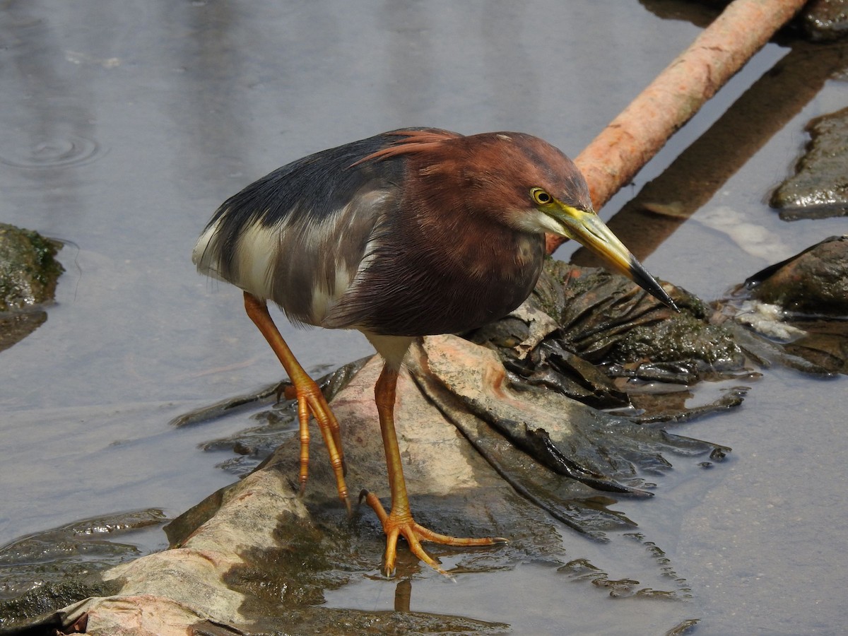 Chinese Pond-Heron - ML347096651